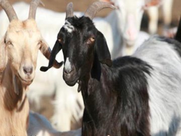 Agriturismo Sardinie - Dorgali - Boerderij Neule (13)